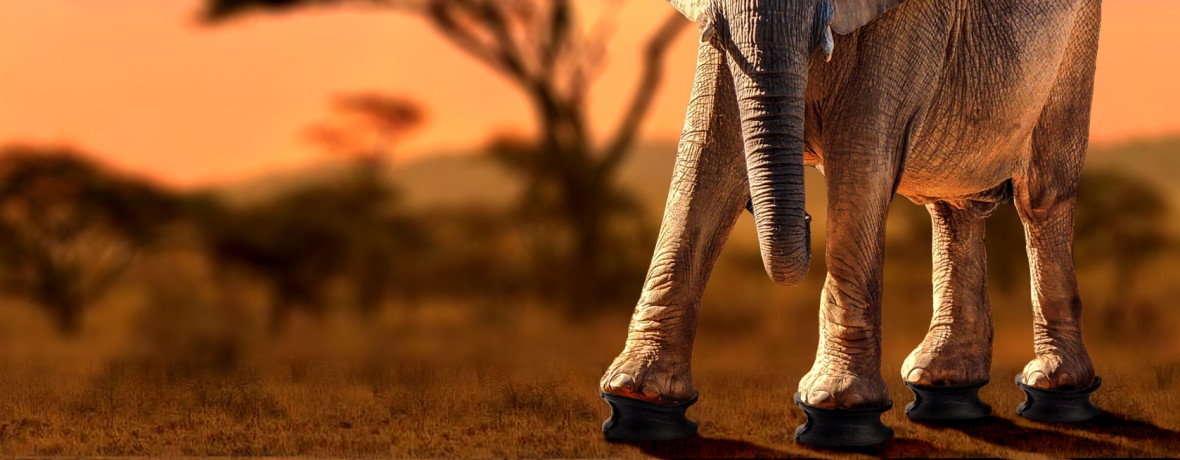 Elefant